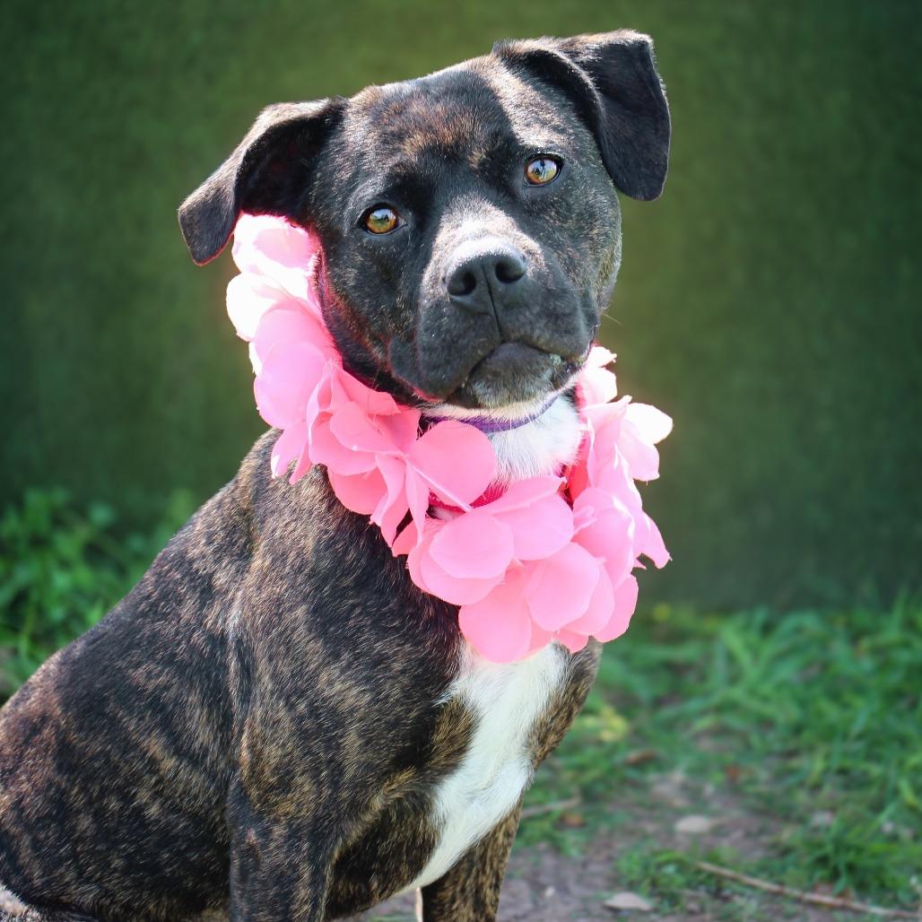 Augusta — thumbnail 3