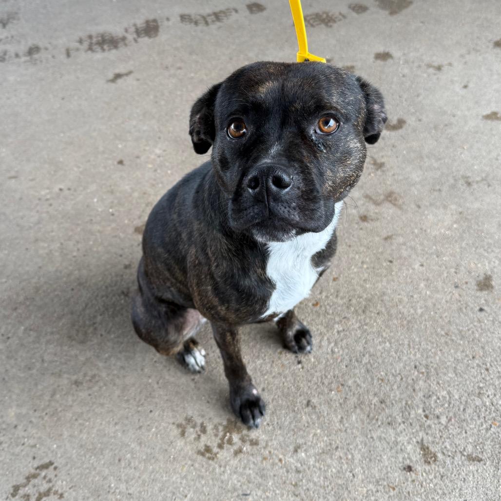 Augusta — thumbnail 4