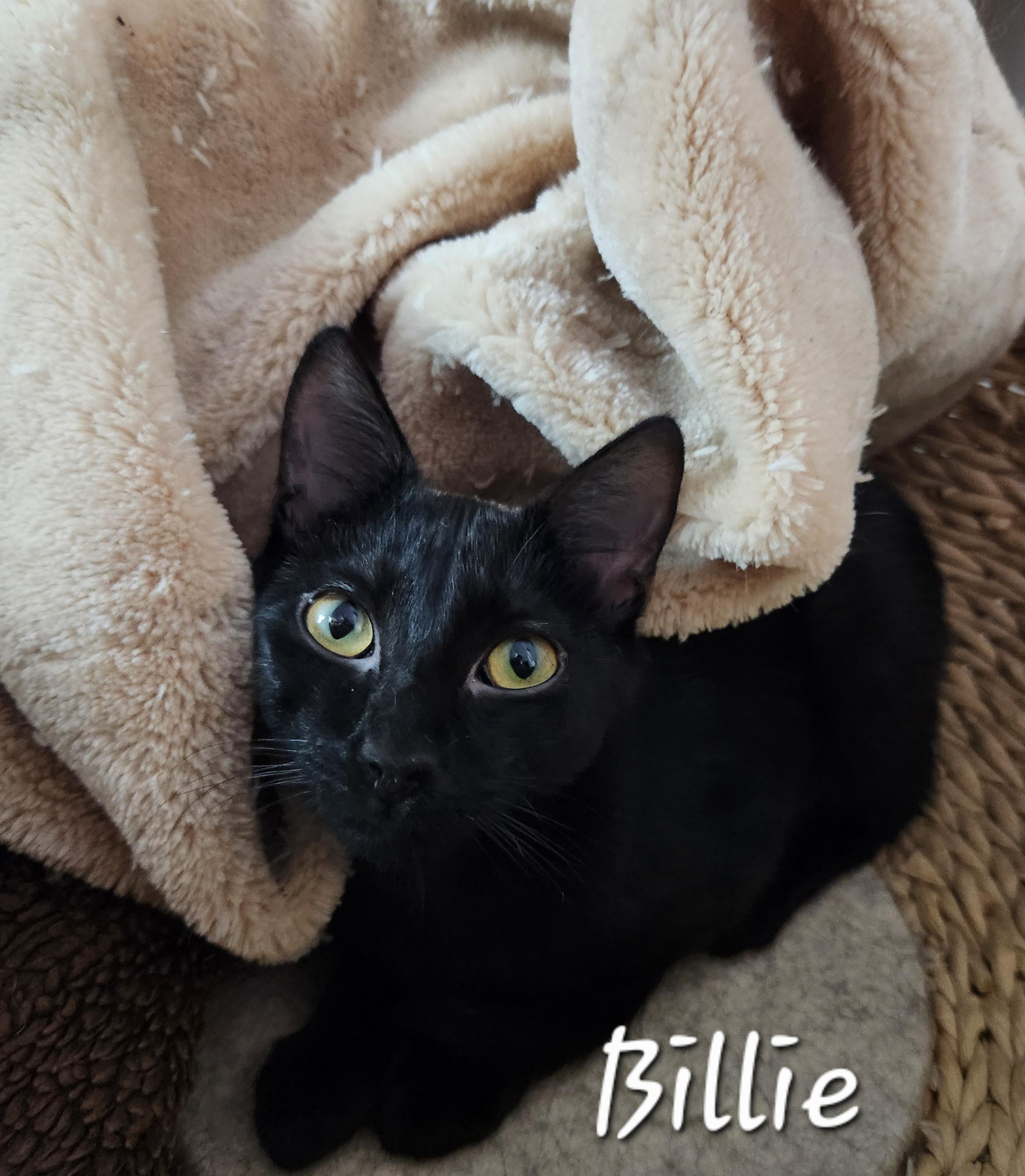 Enlarge Billie, a ADOPTABLE Domestic Short Hair in Redondo Beach, CA image 1/2