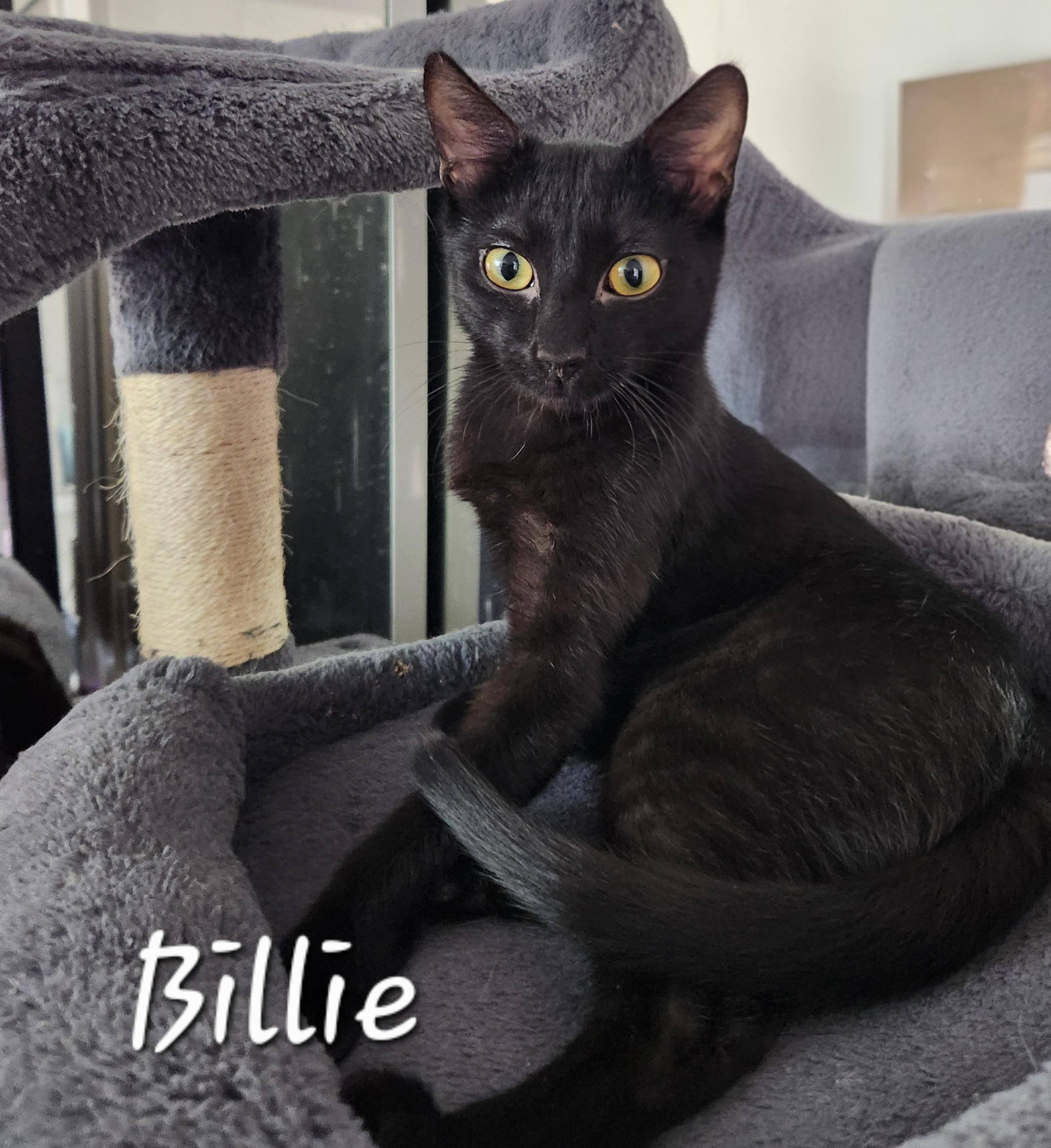 Enlarge Billie, a ADOPTABLE Domestic Short Hair in Redondo Beach, CA image 2/2