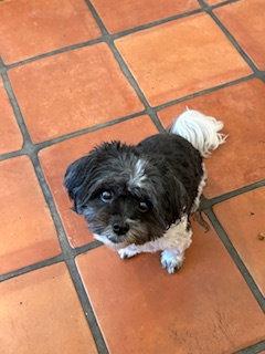 Rosie, Adopted, Adult Female Shih Tzu.