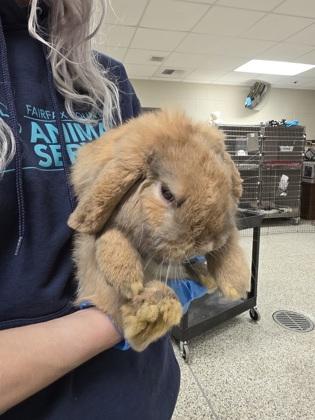 Mac, Adoptable, Adult Male Holland Lop & Lop Eared.