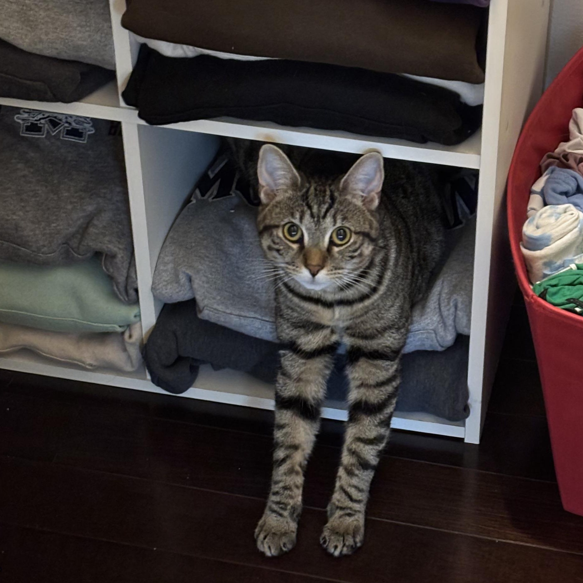 Izzy (fka Muffin), a ADOPTABLE Tabby in Blue Bell, PA image 4/6