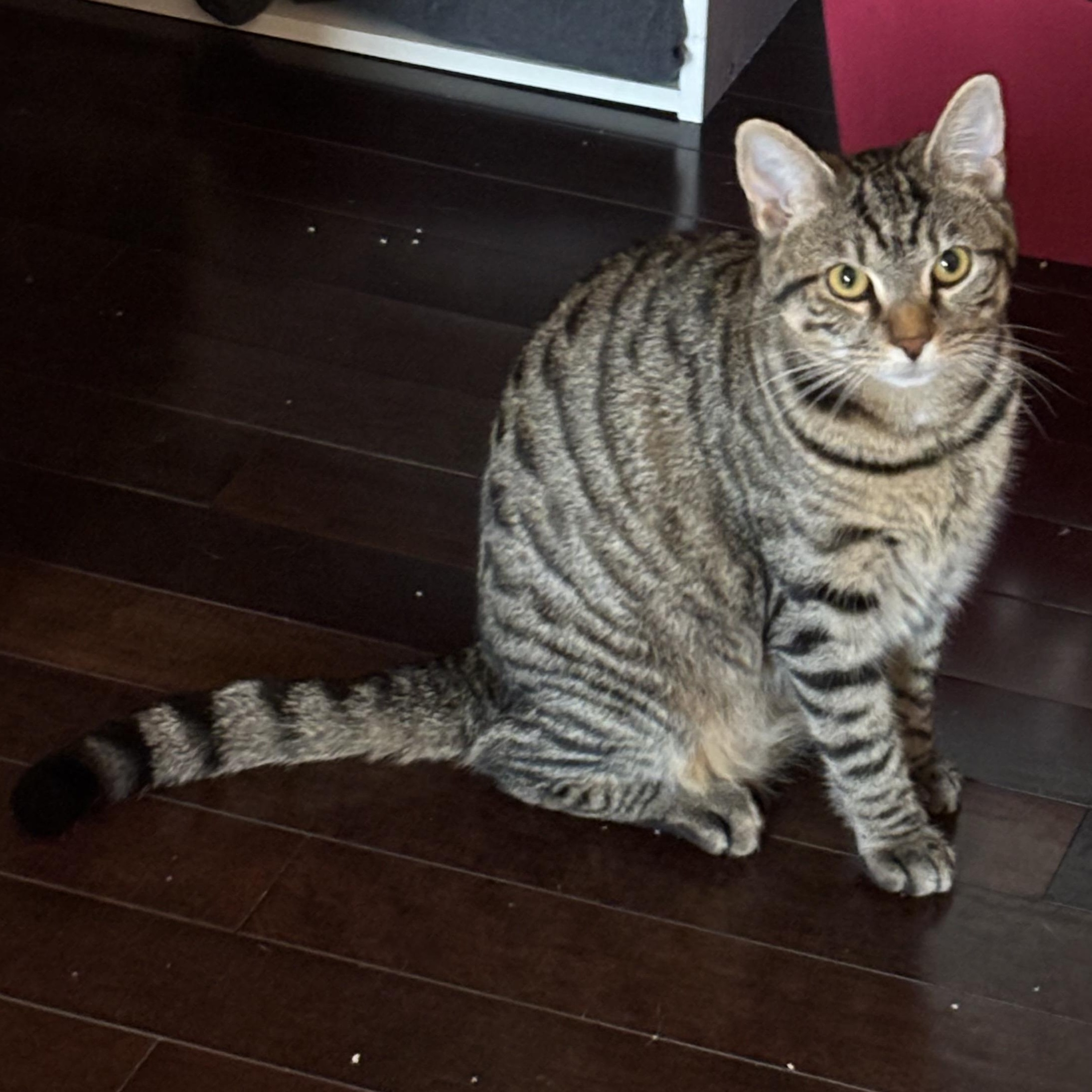 Izzy (fka Muffin), ADOPTABLE, Young Female Tabby.