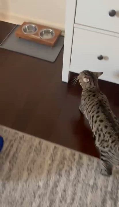Enlarge Izzy (fka Muffin), a ADOPTABLE Tabby in Blue Bell, PA video 3/6