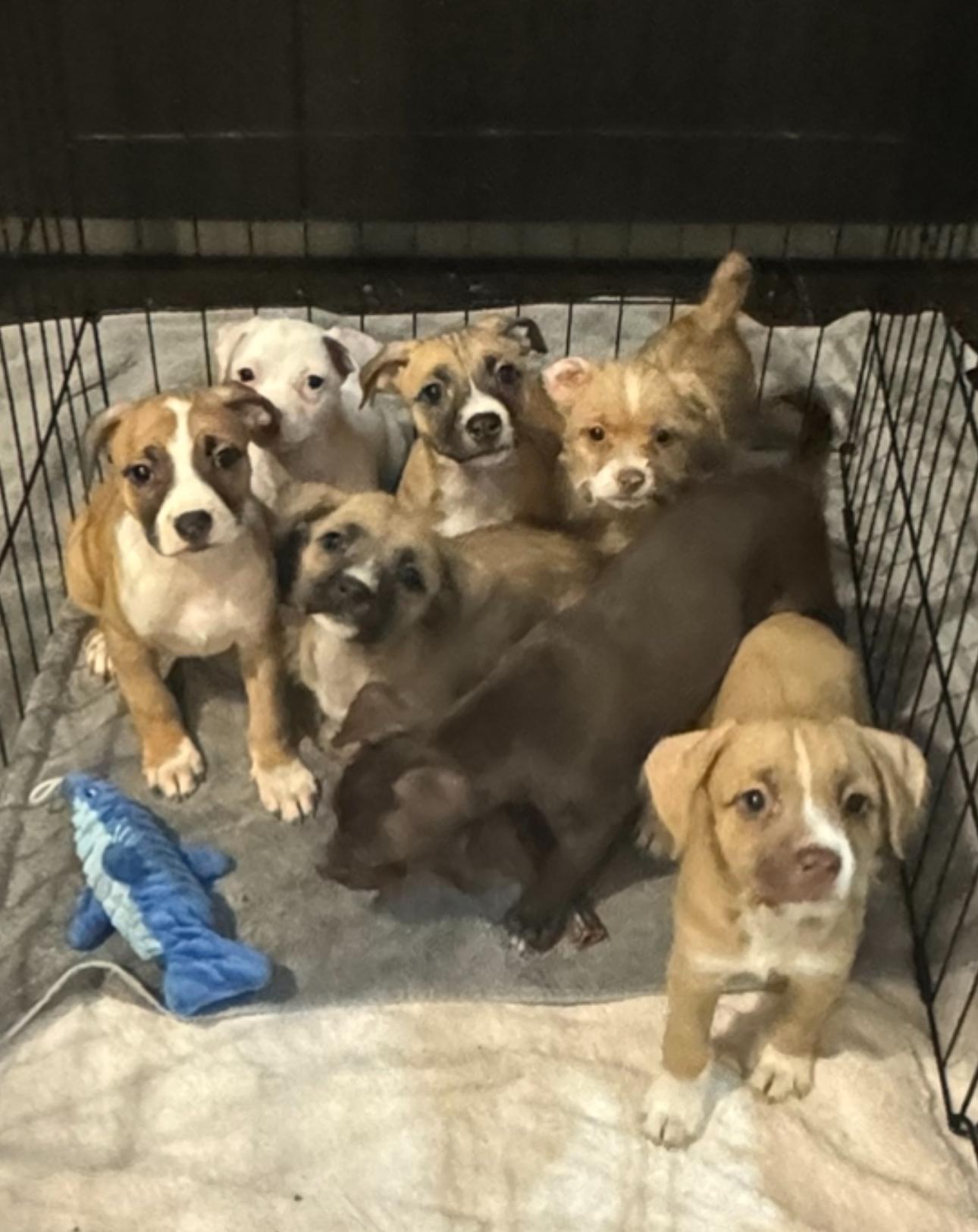 Noble, a Adoptable mixed breed in Los Angeles, CA image 5/5