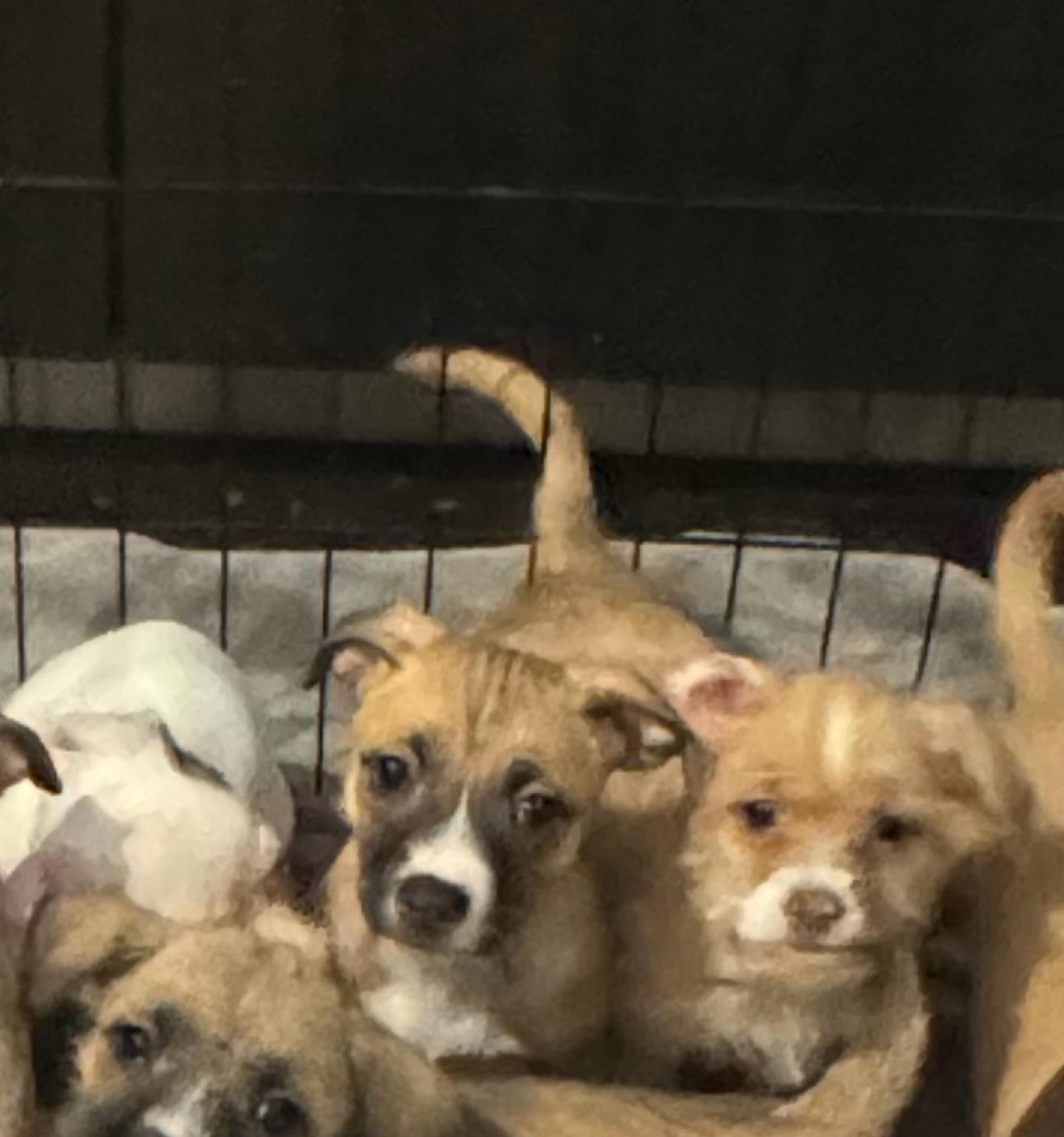 Noble, a Adoptable mixed breed in Los Angeles, CA image 2/5