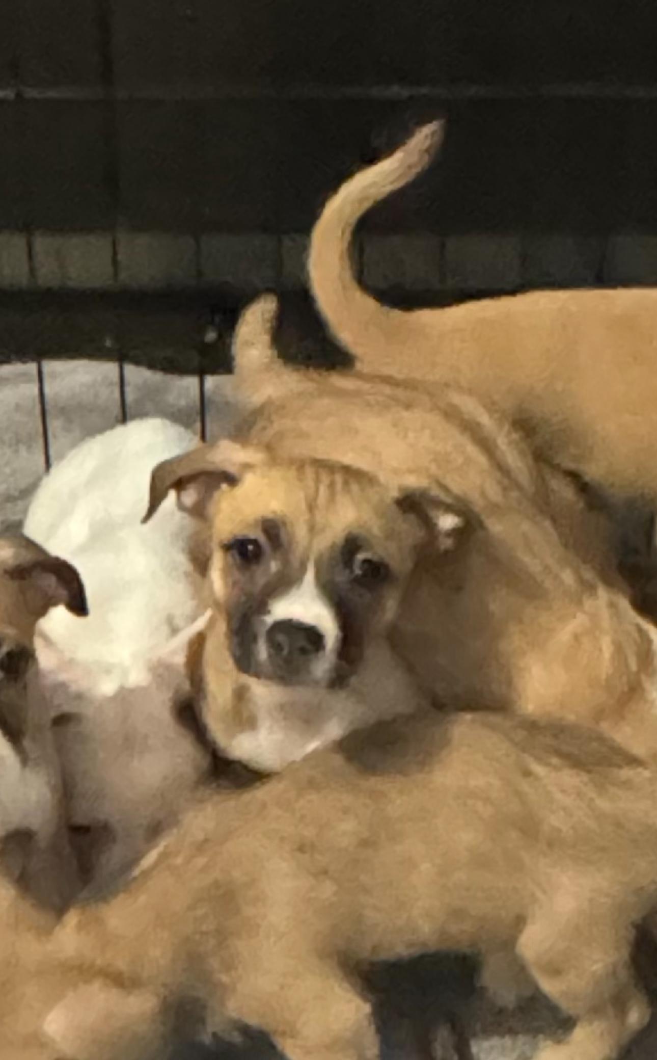 Noble, a Adoptable mixed breed in Los Angeles, CA image 4/5