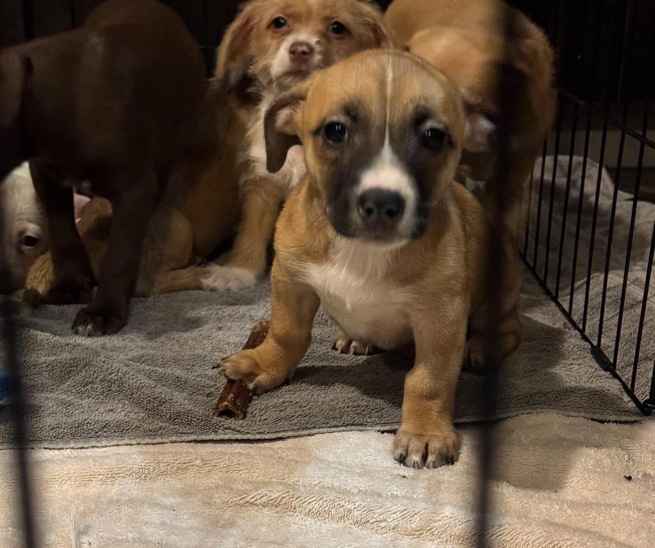 Noble, a Adoptable mixed breed in Los Angeles, CA image 1/5