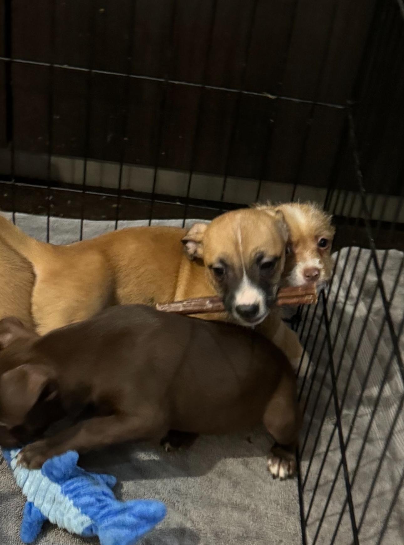 Noble, a Adoptable mixed breed in Los Angeles, CA image 3/5