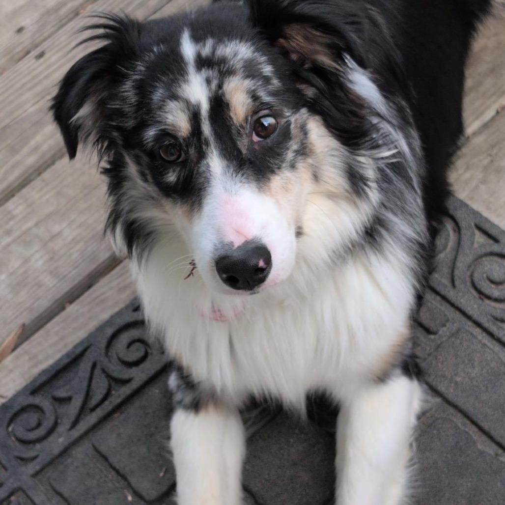 Enlarge Sophie, a Adoptable Australian Shepherd in Alexandria, VA image 1/1