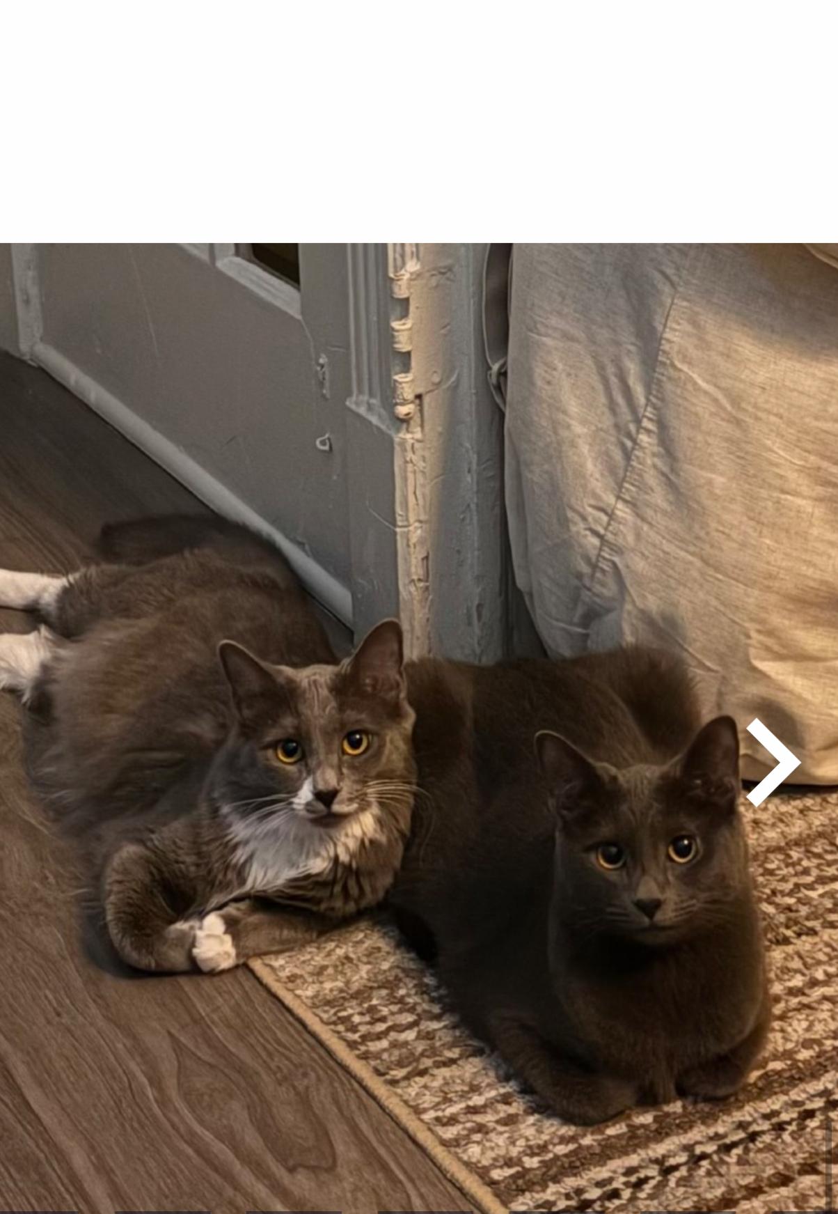 Peanut (all gray) and Daisy, a ADOPTABLE Domestic Short Hair in Rockville, MD image 2/2
