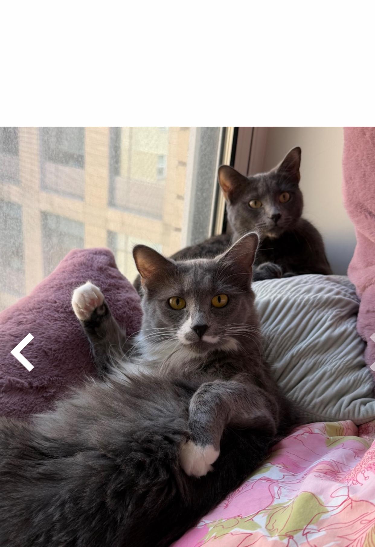 Peanut (all gray) and Daisy, ADOPTABLE, Young Female Domestic Short Hair.