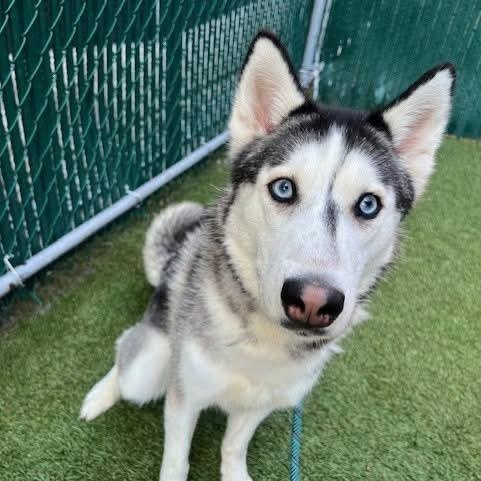 Enlarge Omaha, a ADOPTABLE Siberian Husky in Great Barrington, MA image 4/6