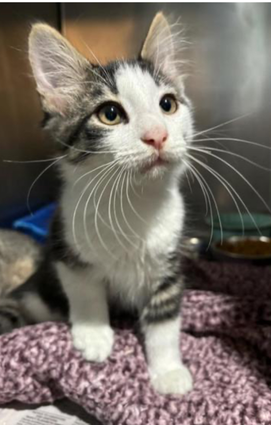Bruno, an adopted Domestic Medium Hair in Newport, NC_image-1