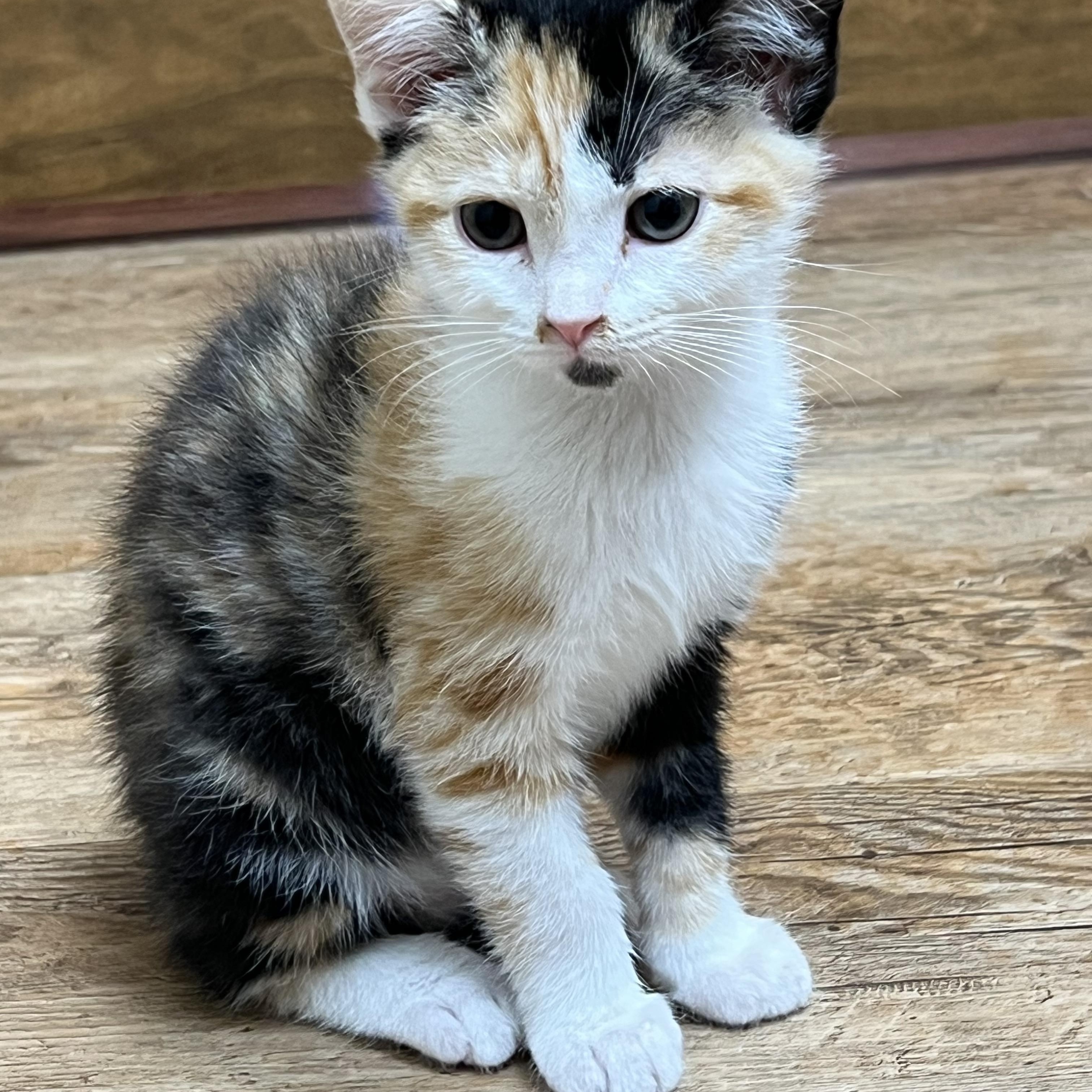 Enlarge Sasha, an adopted Domestic Short Hair in Johnson City, TN image 1/1