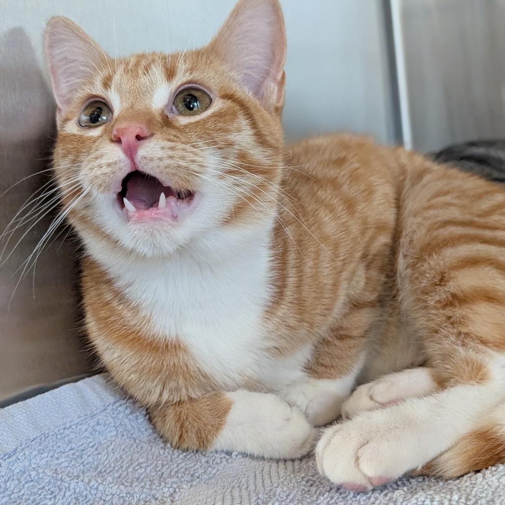 Tony, Adoptable, Young Male Domestic Short Hair.