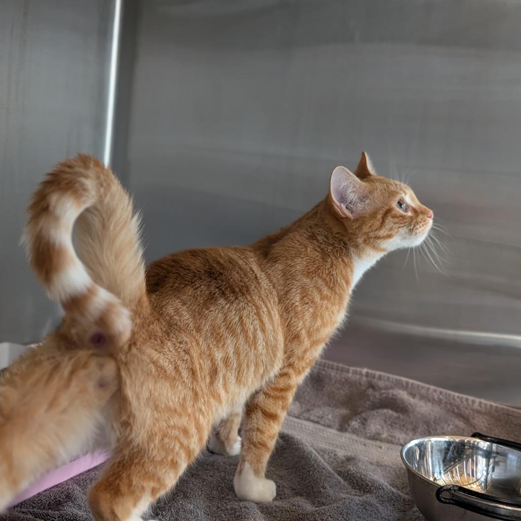 Enlarge Tony, a Adoptable Domestic Short Hair in Asheville, NC image 2/3