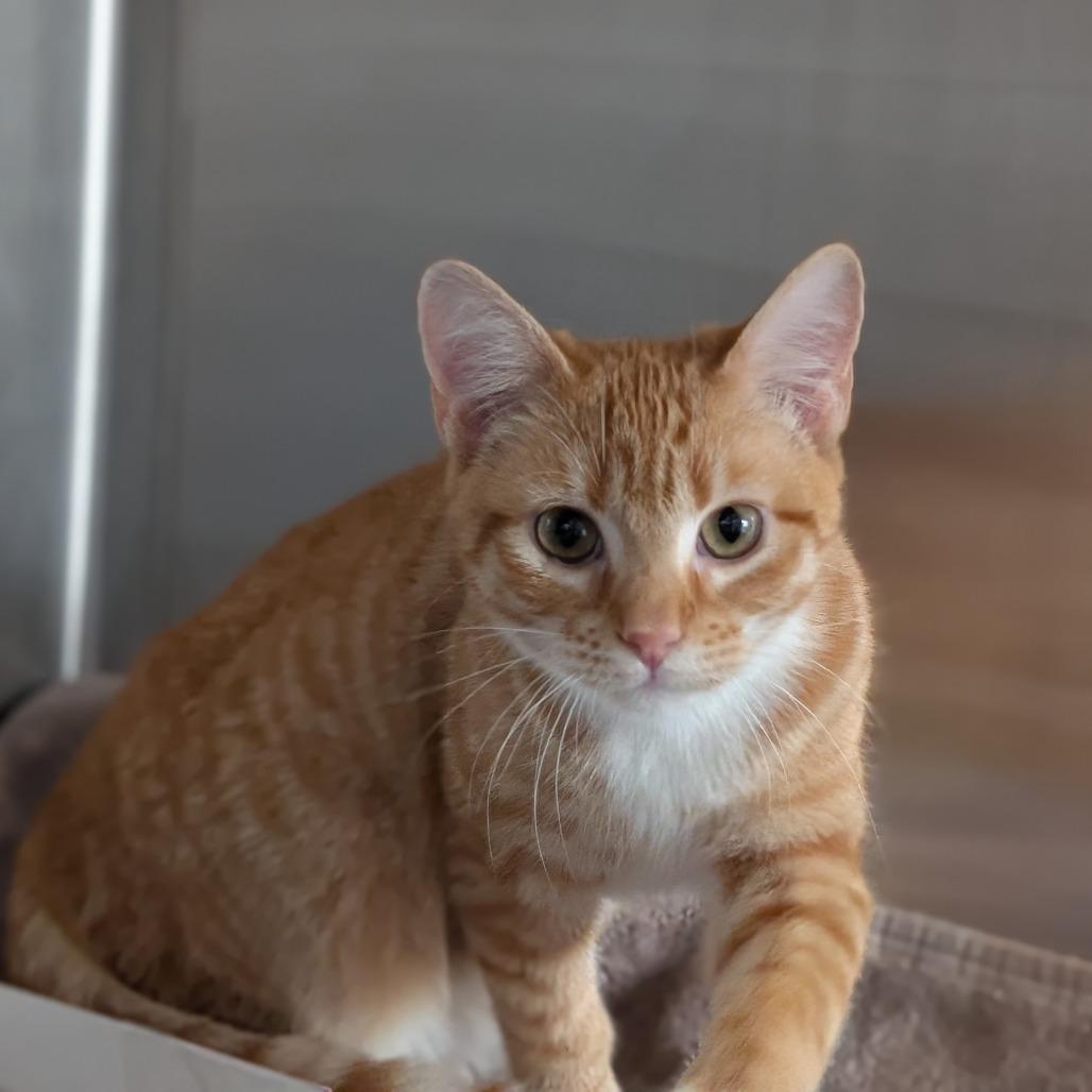 Enlarge Tony, a Adoptable Domestic Short Hair in Asheville, NC image 3/3