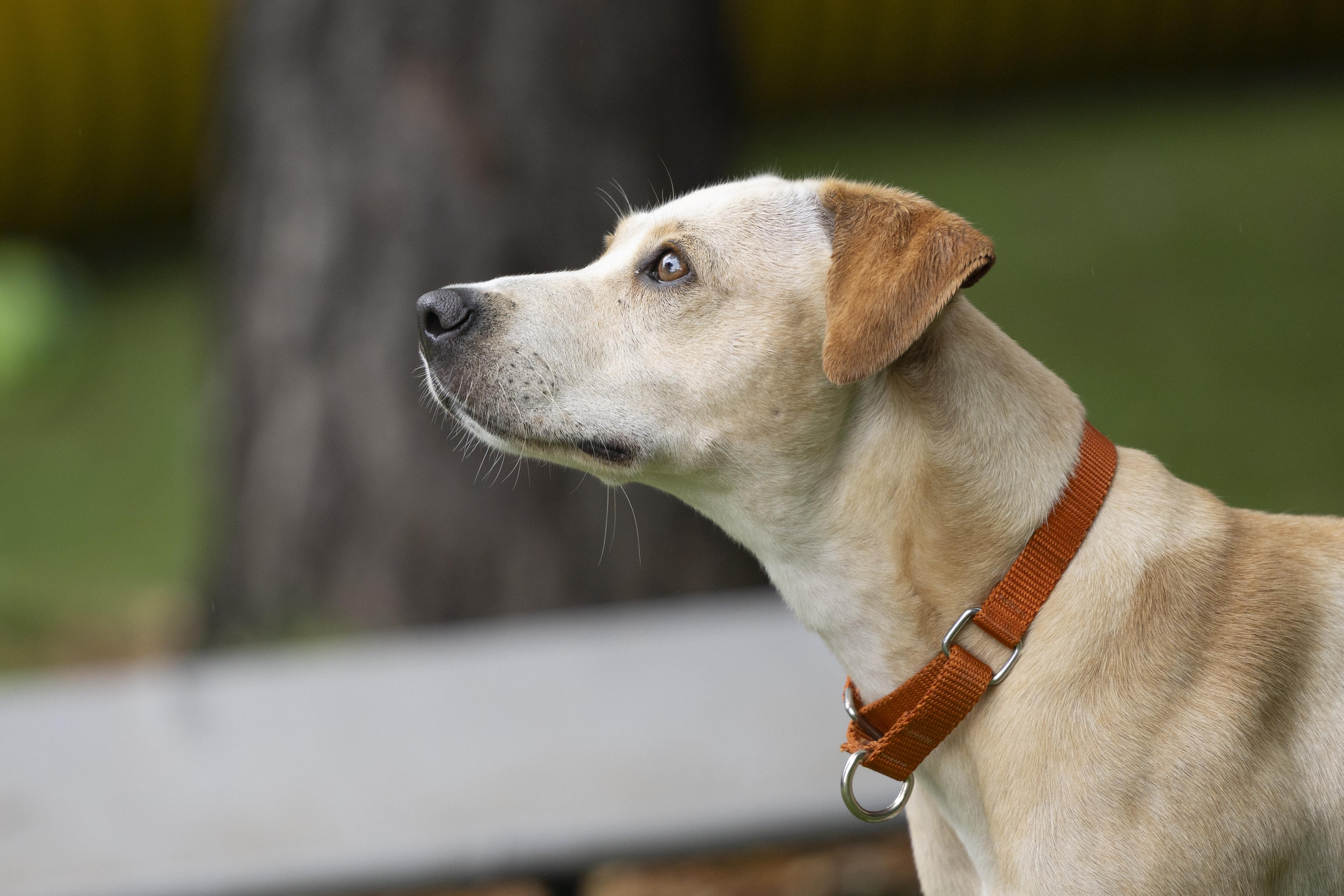 Enlarge Betty, a Adoptable mixed breed in Pawleys Island, SC image 2/6