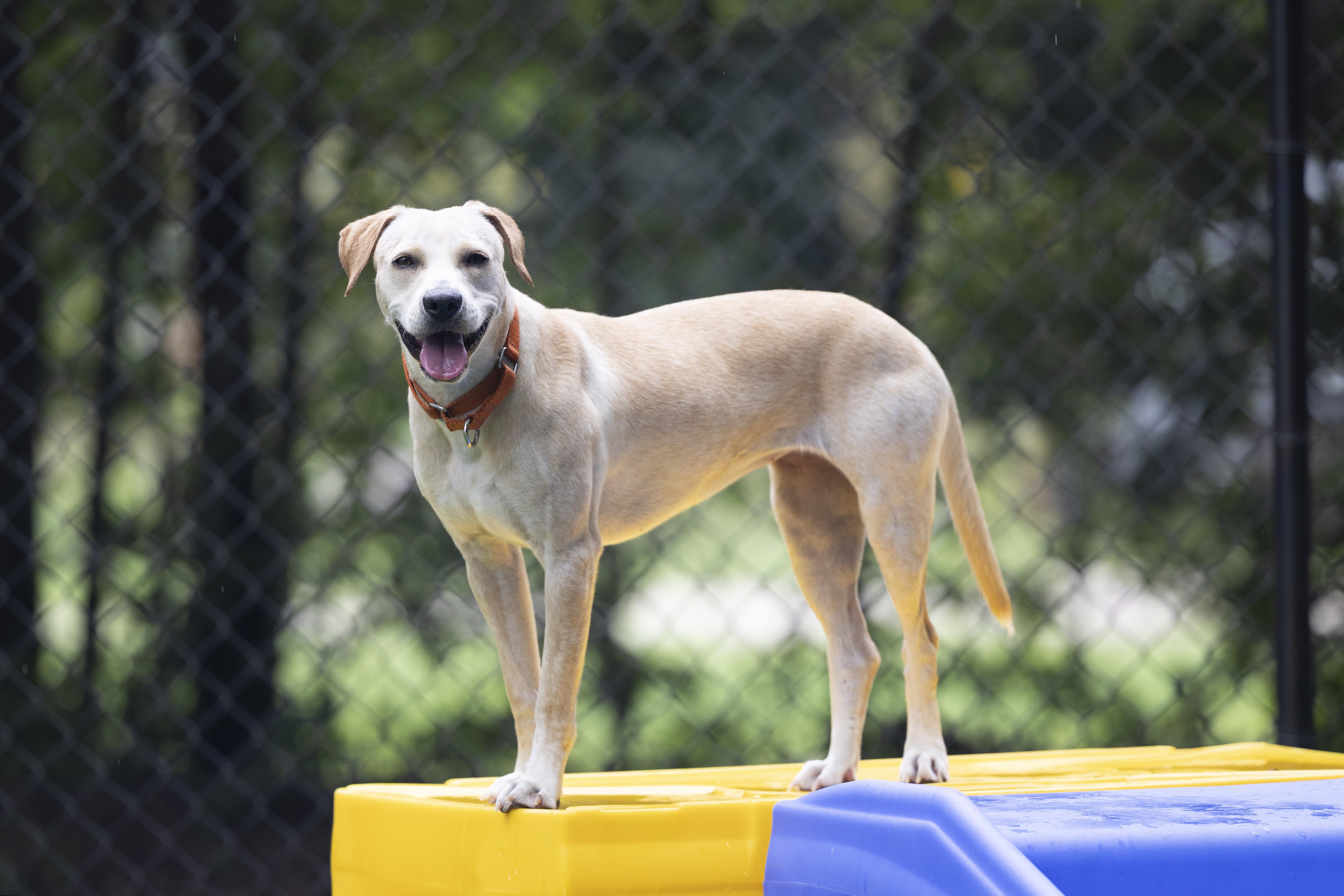 Enlarge Betty, a Adoptable mixed breed in Pawleys Island, SC image 3/6