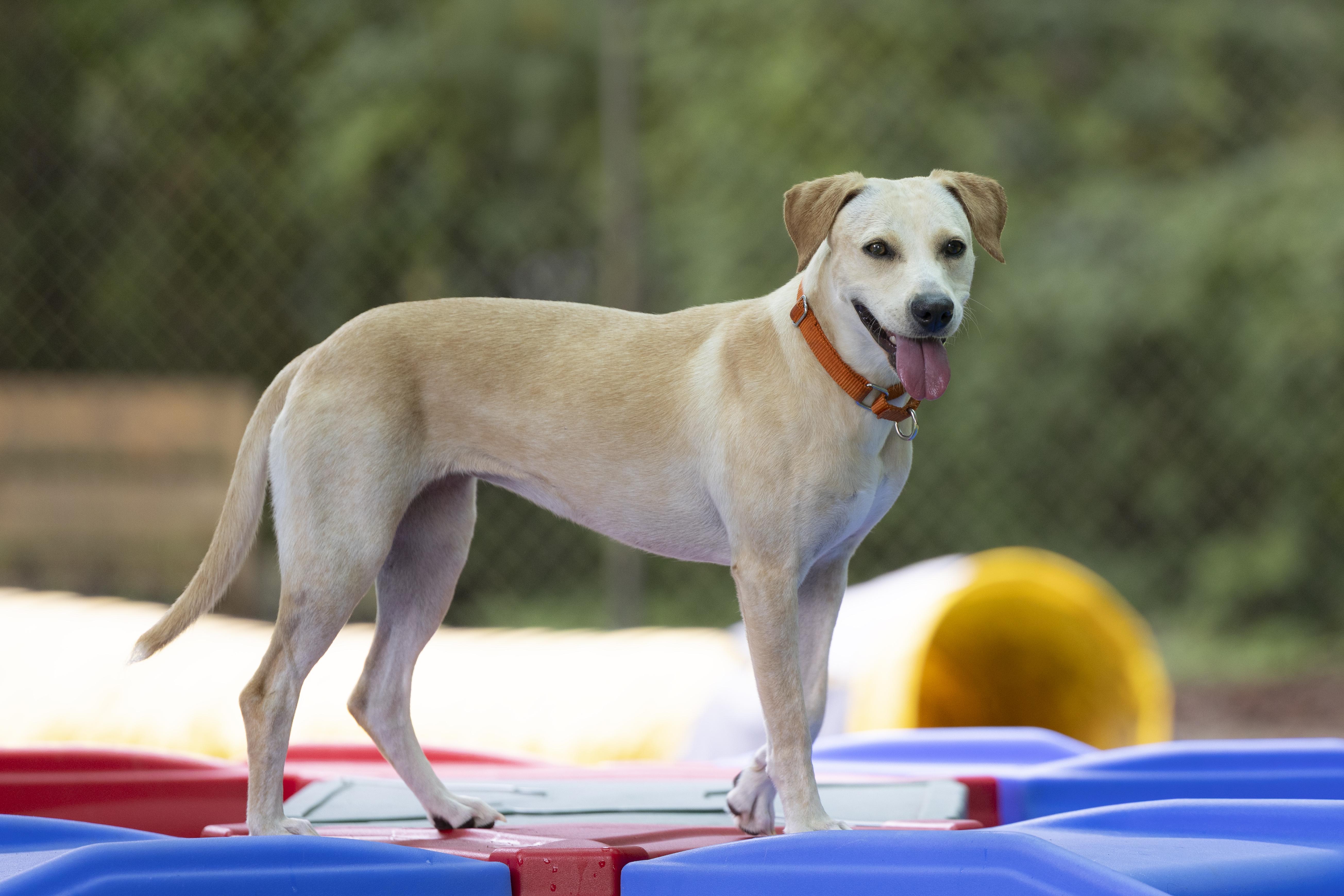 Betty, Adoptable, Adult Female Labrador Retriever.