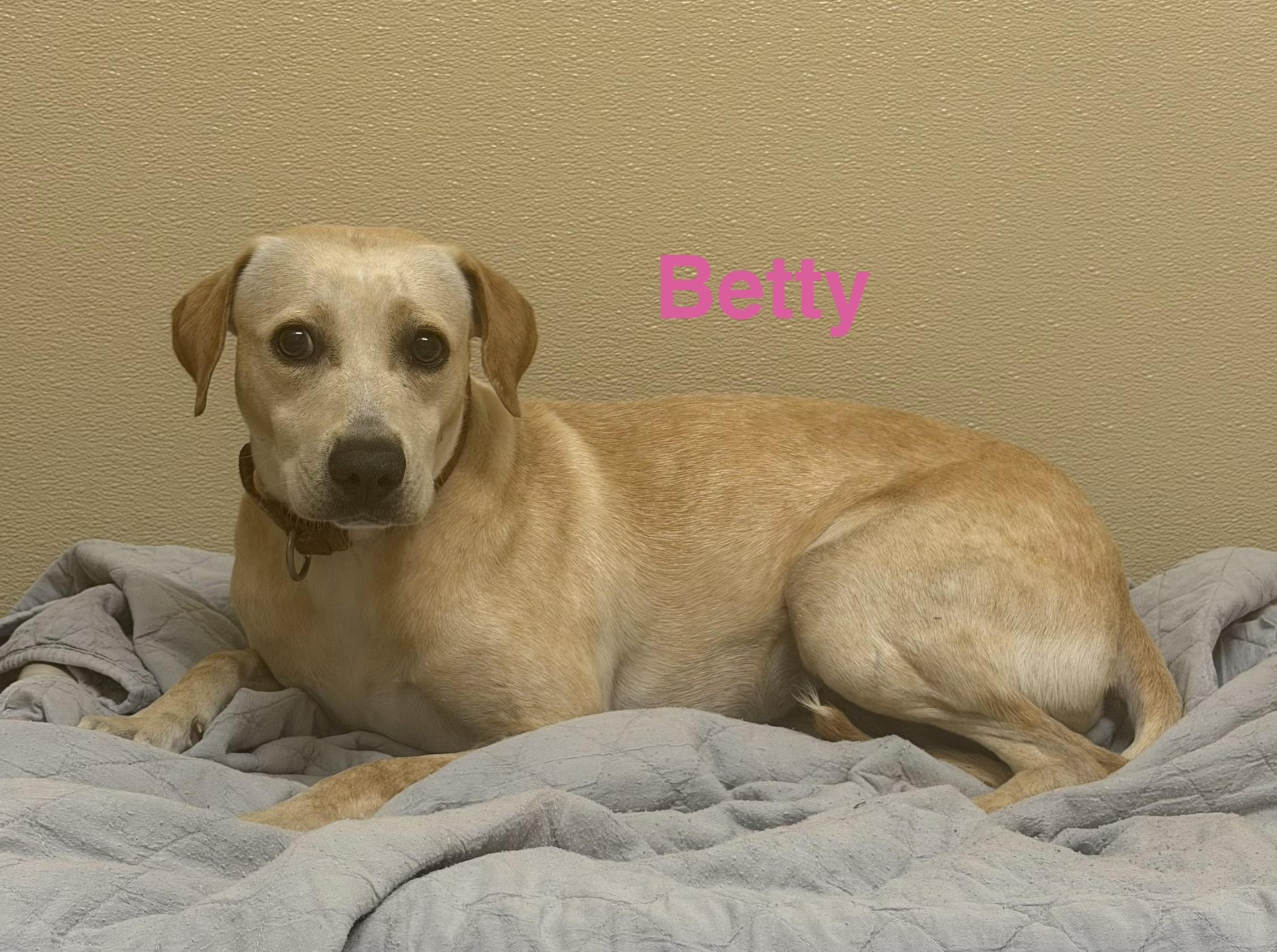 Enlarge Betty, a Adoptable mixed breed in Pawleys Island, SC image 6/6