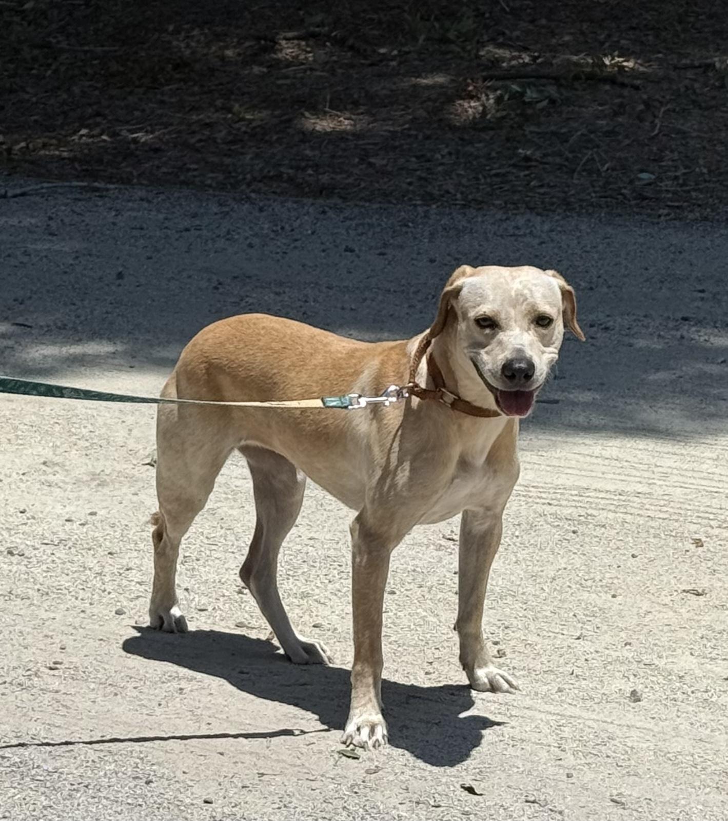 Enlarge Betty, a Adoptable mixed breed in Pawleys Island, SC image 5/6