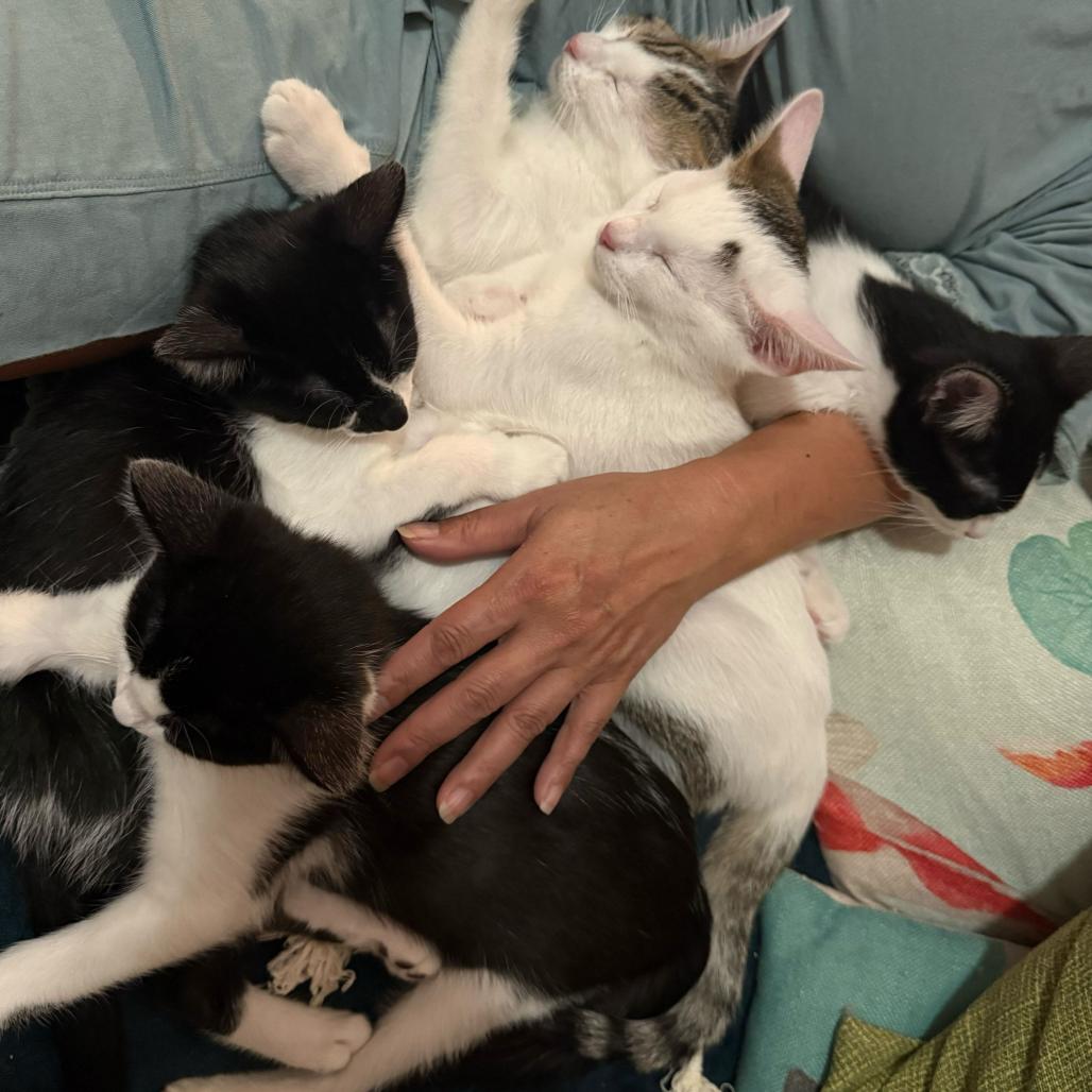 Ivy, Adoptable, Kitten Female Domestic Short Hair.