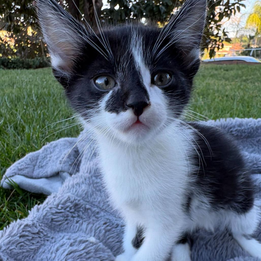 Enlarge Ivy, a Adoptable Domestic Short Hair in Escondido, CA image 3/3