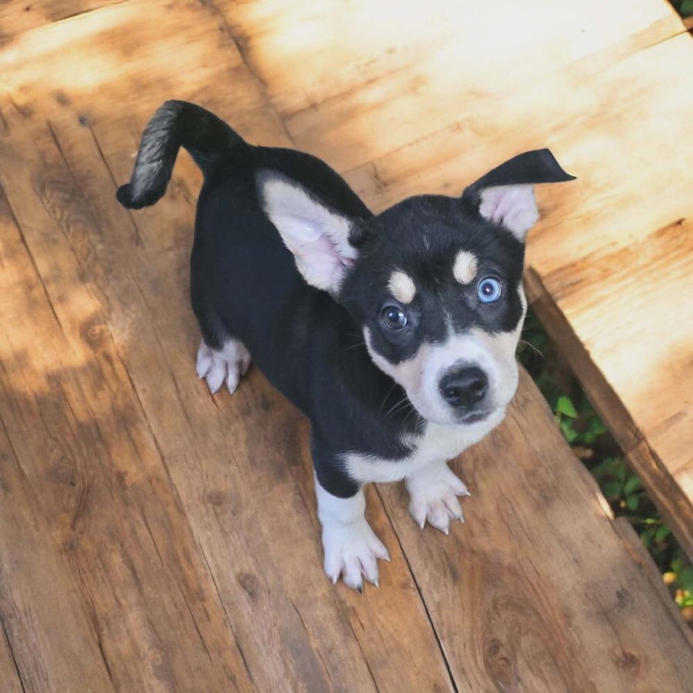 Feyre, Adoptable, Puppy Female Labrador Retriever.