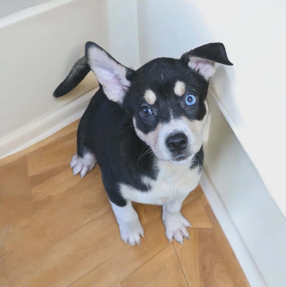 Enlarge Feyre, a Adoptable mixed breed in Wolcott, CT image 2/6