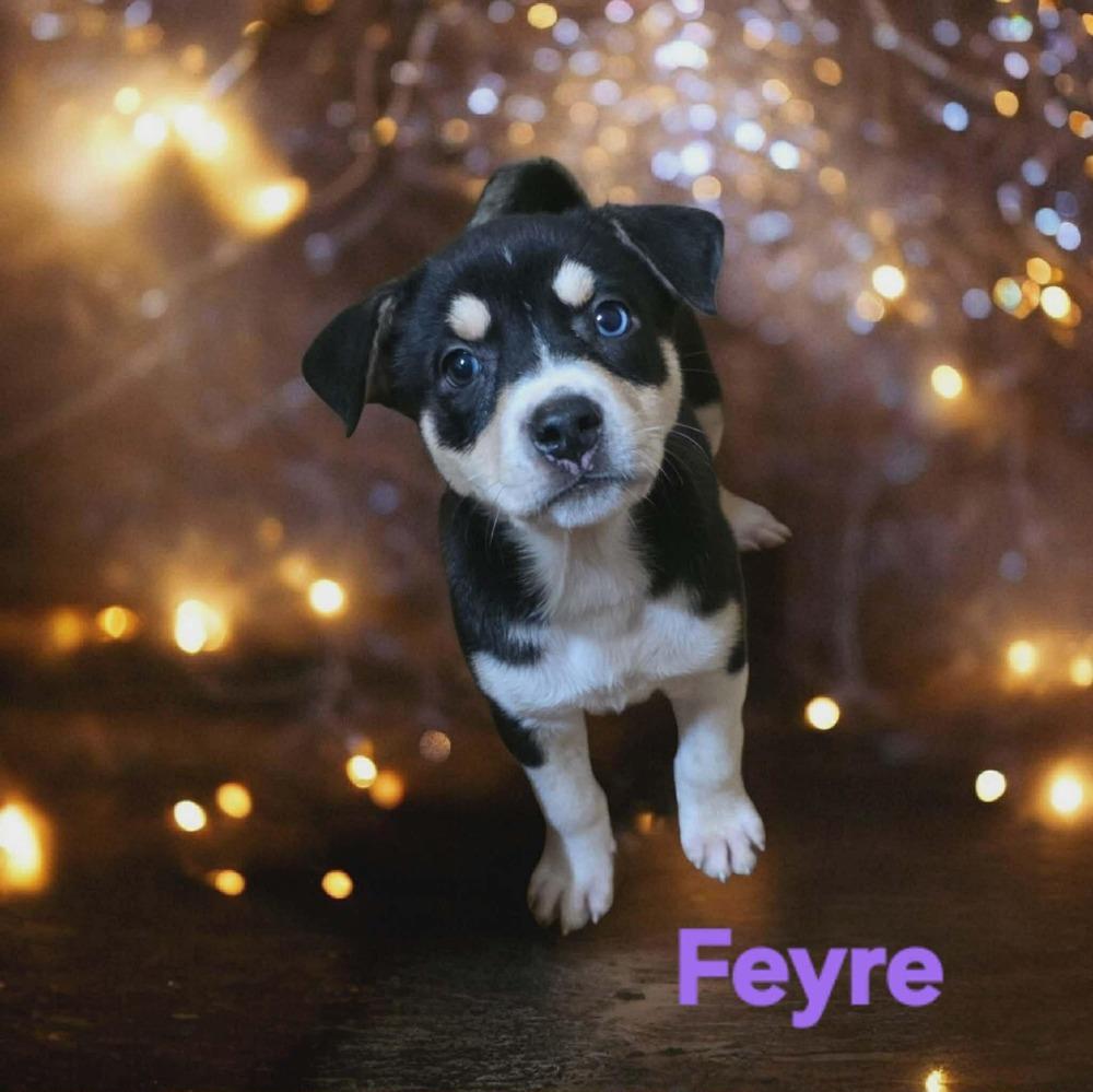 Enlarge Feyre, a Adoptable mixed breed in Wolcott, CT image 3/6
