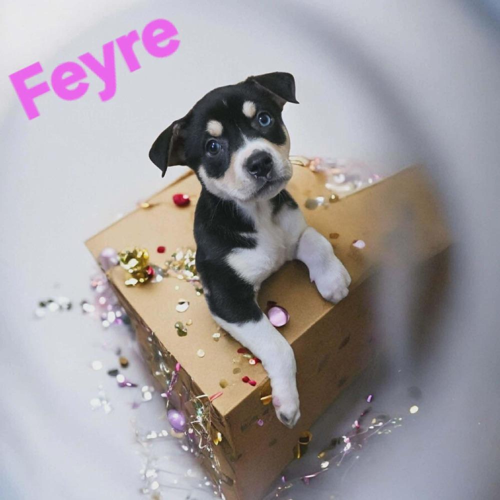 Enlarge Feyre, a Adoptable mixed breed in Wolcott, CT image 4/6