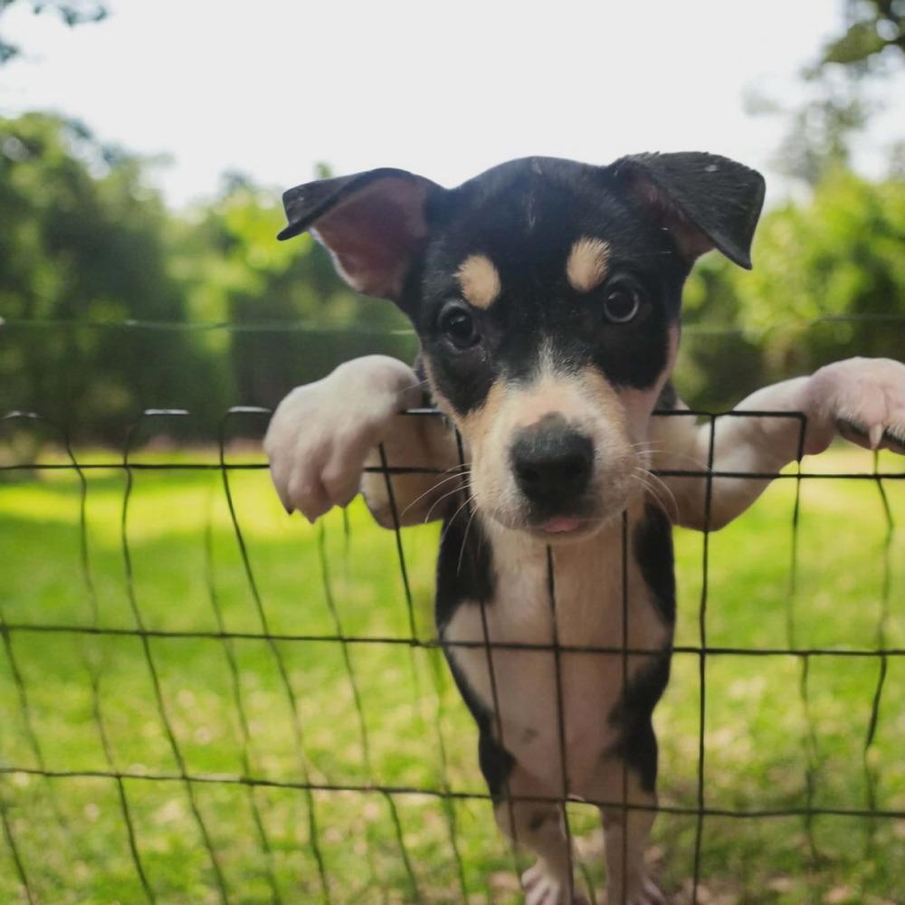 Enlarge Feyre, a Adoptable mixed breed in Wolcott, CT image 6/6
