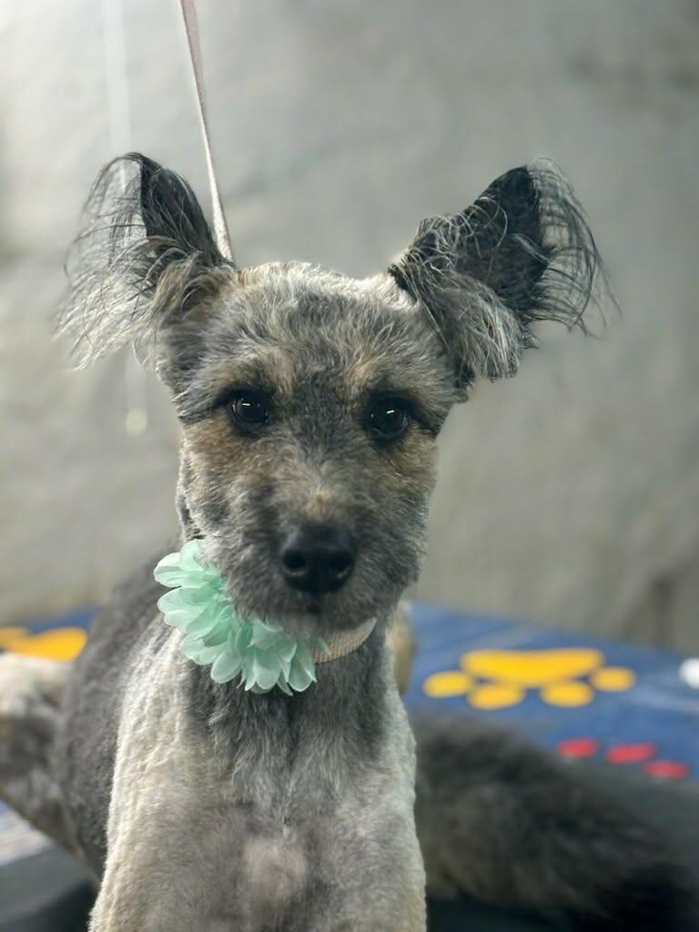 Enlarge Ivy, a Adoptable Shepherd in St. Louis, MO image 1/3