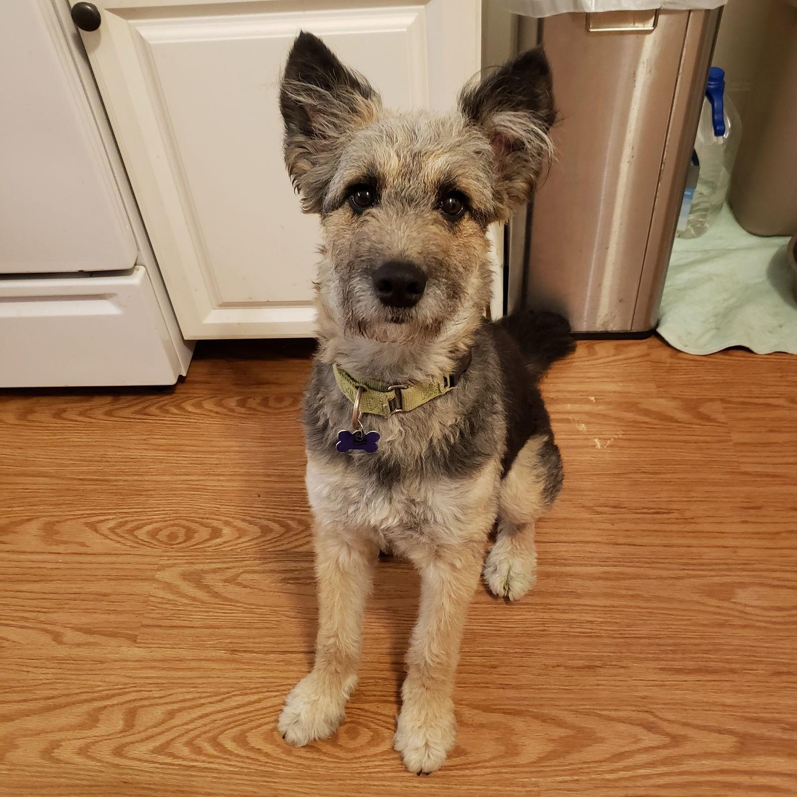 Enlarge Ivy, a Adoptable Shepherd in St. Louis, MO image 2/3