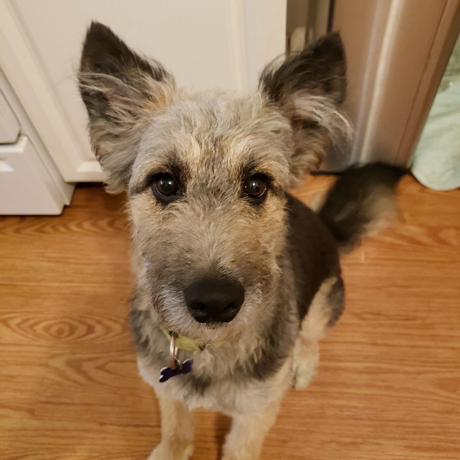Enlarge Ivy, a Adoptable Shepherd in St. Louis, MO image 3/3