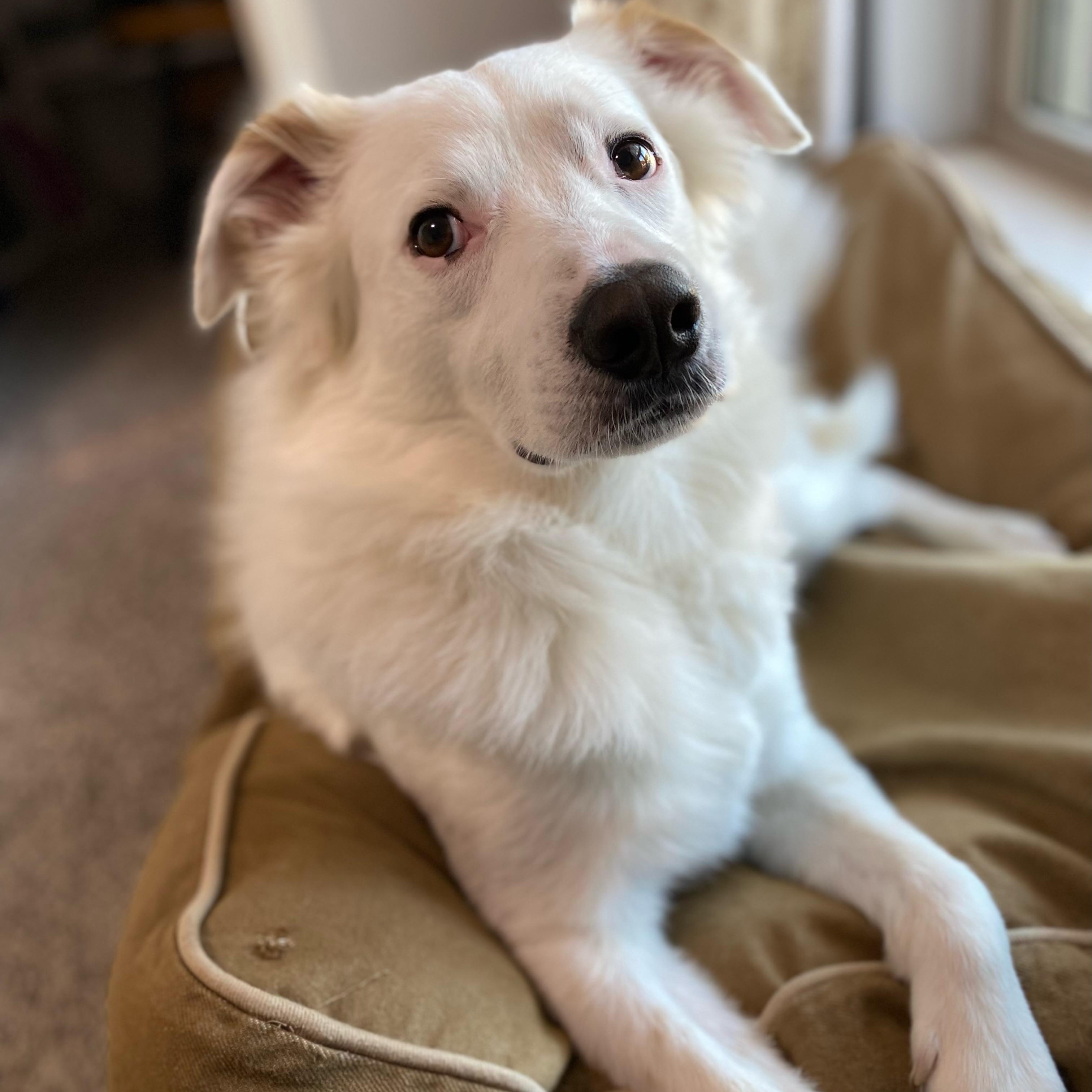 Remy, a ADOPTABLE mixed breed in Plano, TX image 3/5