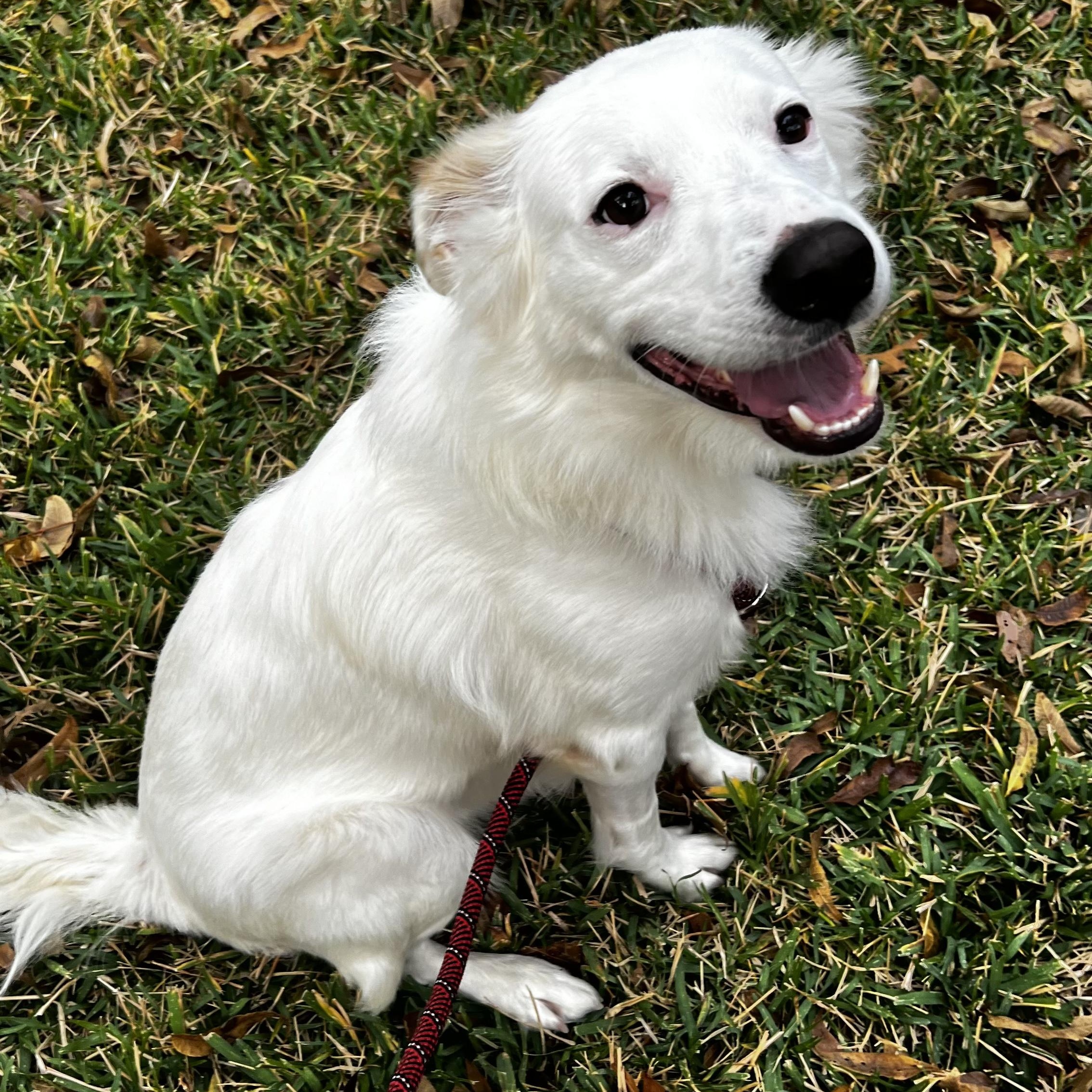 Remy, a ADOPTABLE mixed breed in Plano, TX image 5/5