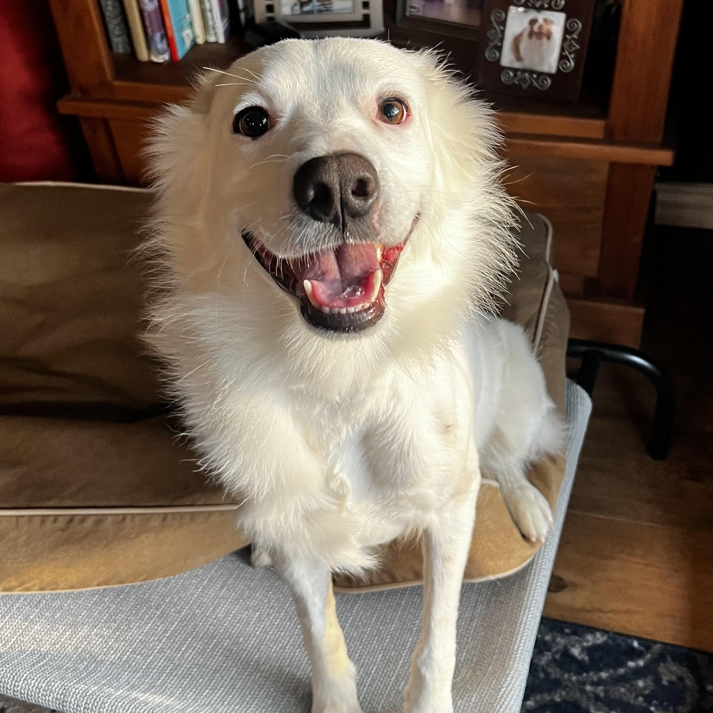 Remy, a ADOPTABLE mixed breed in Plano, TX image 1/5