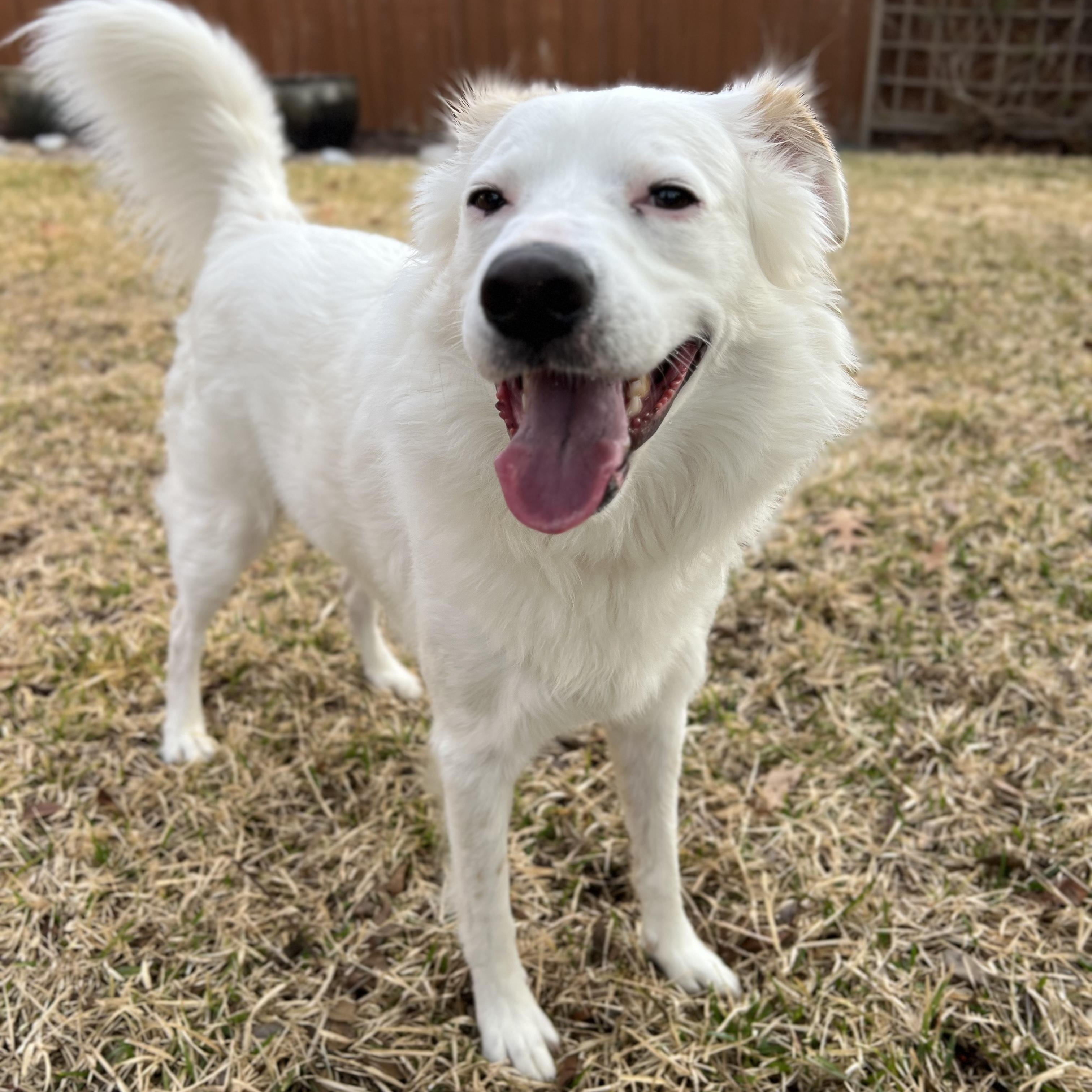 Remy, a ADOPTABLE mixed breed in Plano, TX image 4/5
