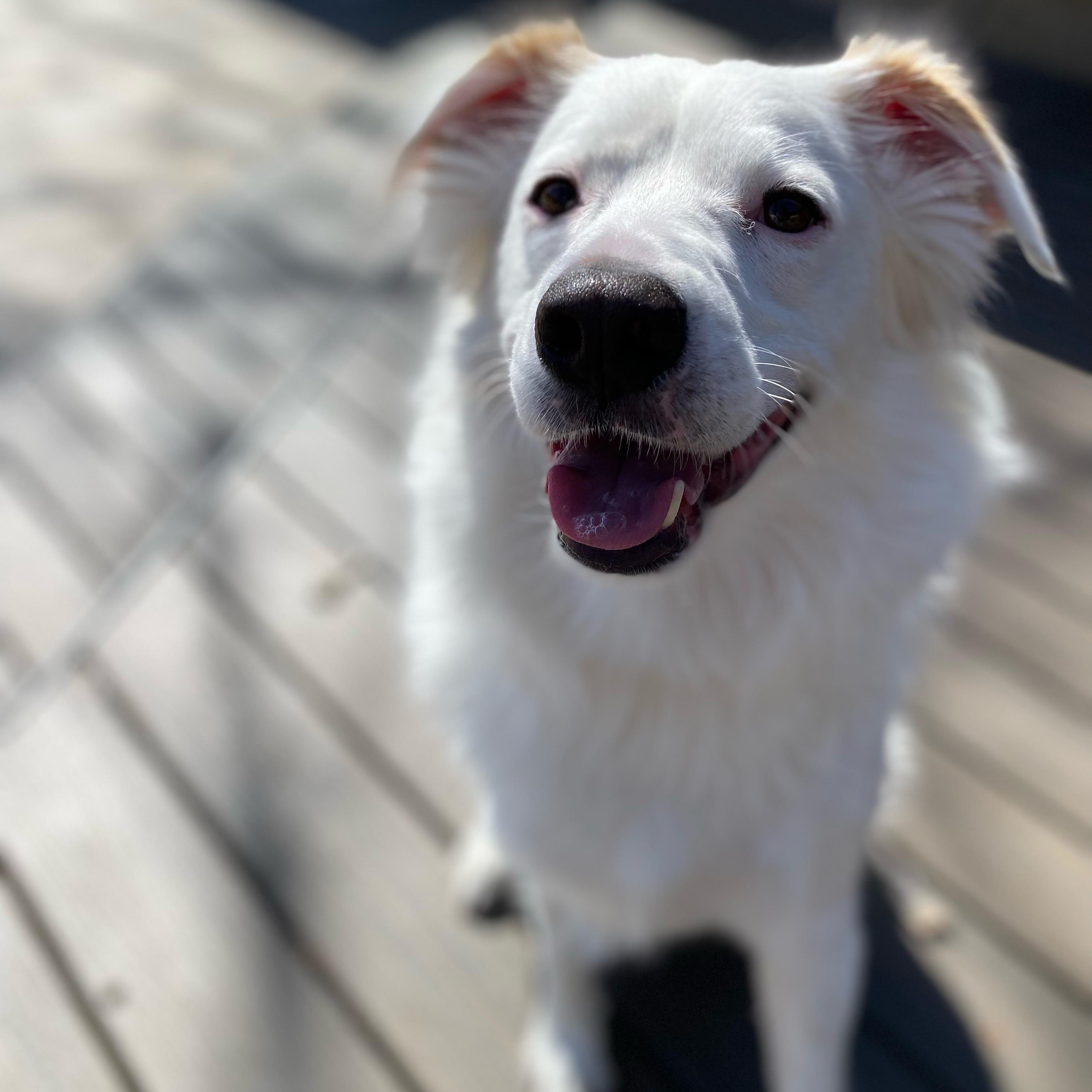 Remy, a ADOPTABLE mixed breed in Plano, TX image 2/5