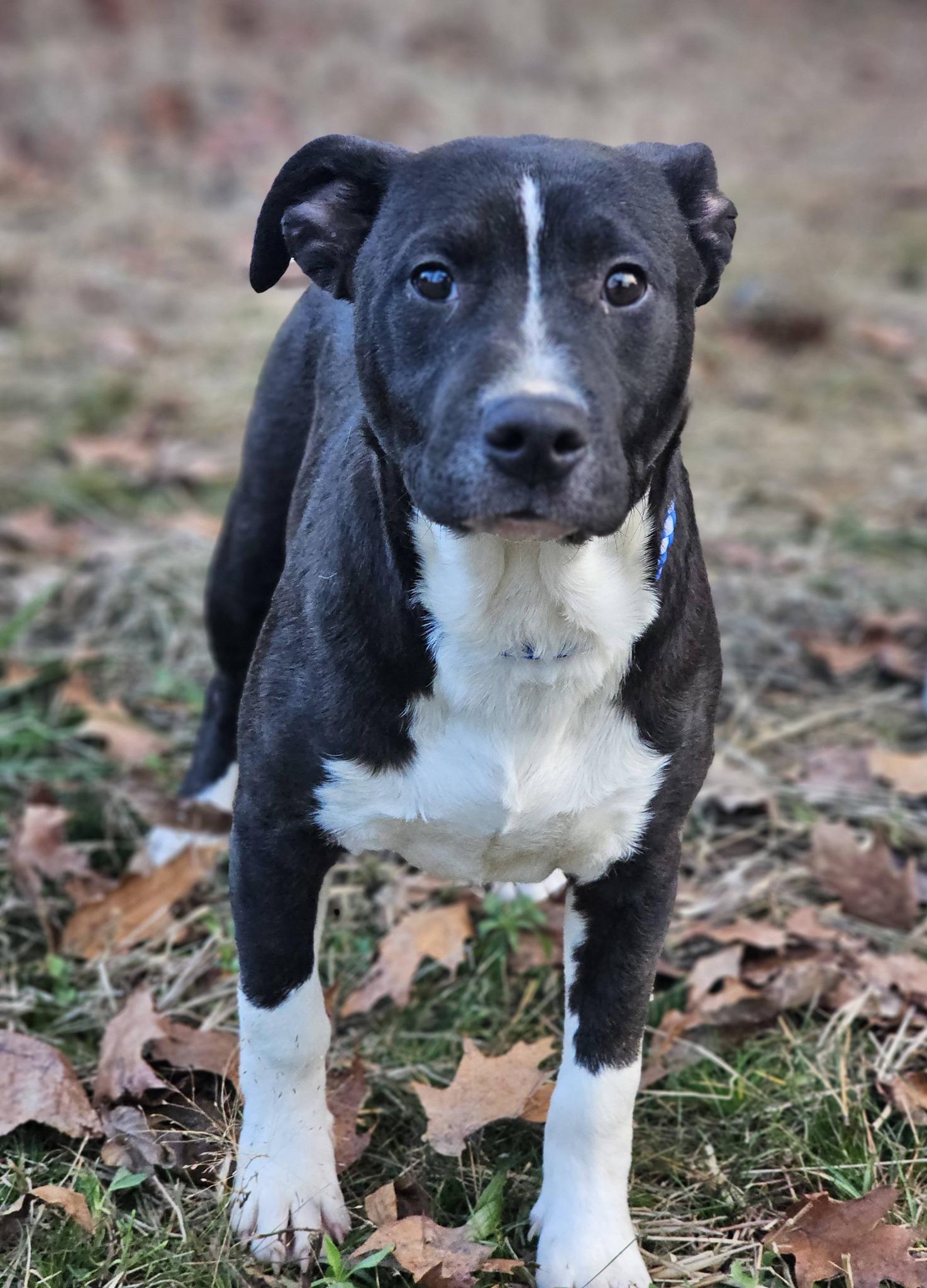 Enlarge Daxton, a ADOPTABLE Bulldog in Fort Payne, AL image 4/5