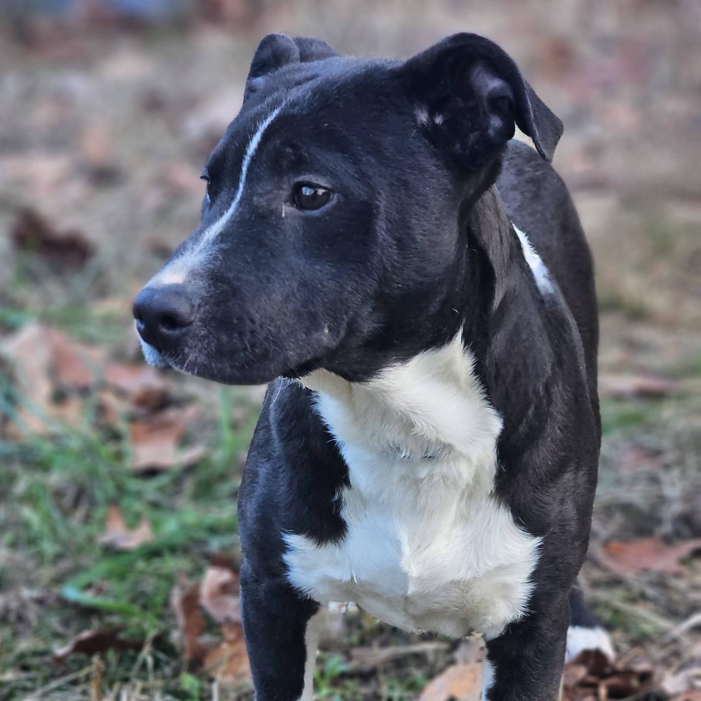 Daxton, ADOPTABLE, Young Male Bulldog.