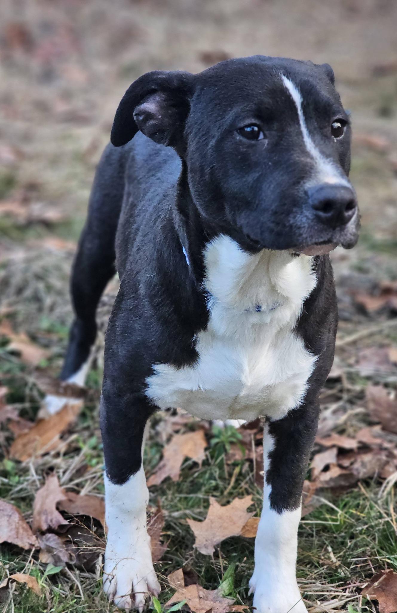 Enlarge Daxton, a ADOPTABLE Bulldog in Fort Payne, AL image 3/5