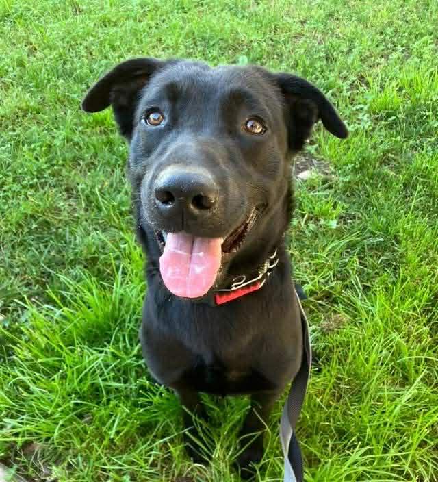 Enlarge Ross, a Adoptable Labrador Retriever in San Diego, CA image 1/3