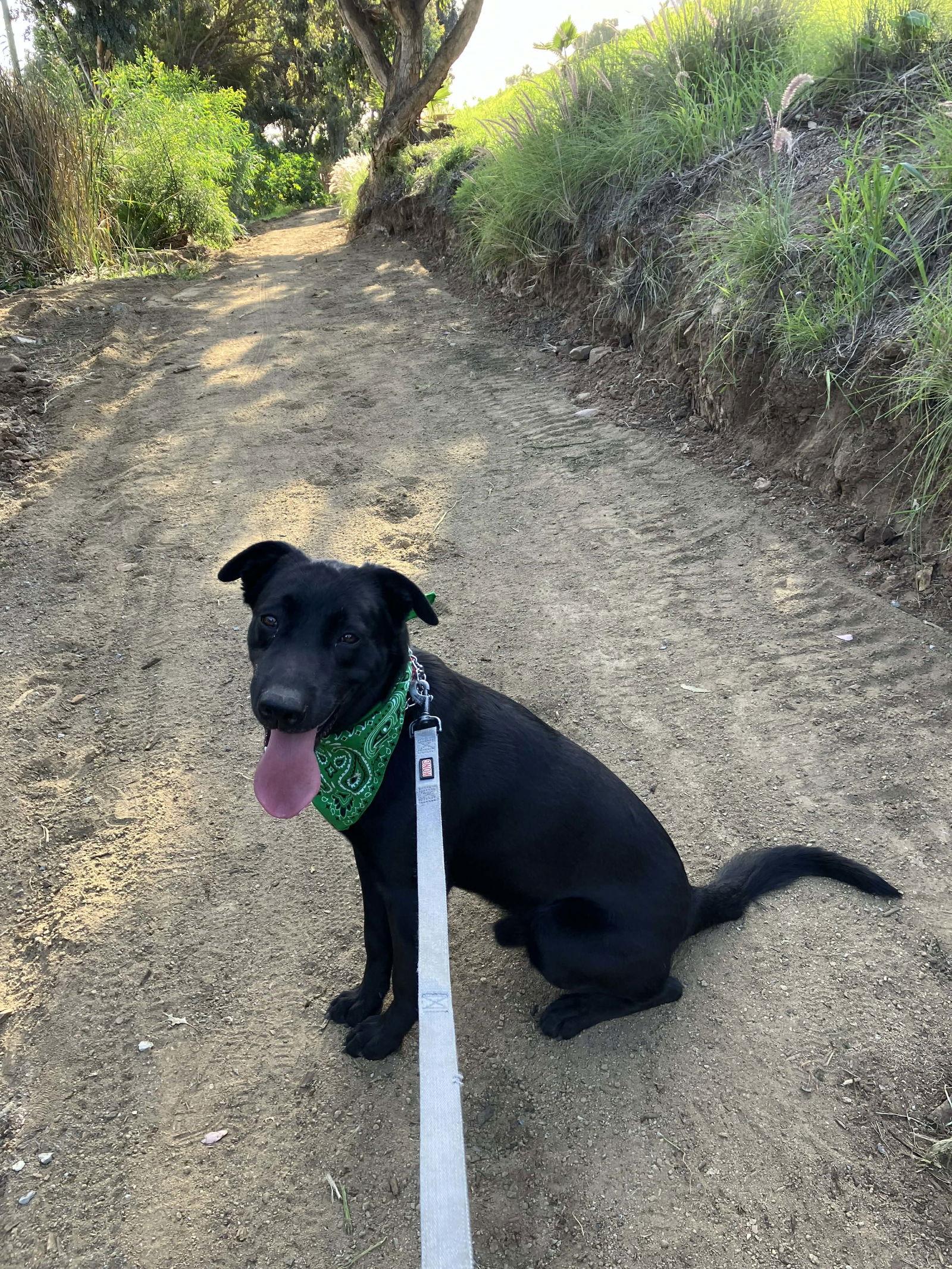 Enlarge Ross, a Adoptable Labrador Retriever in San Diego, CA image 2/3