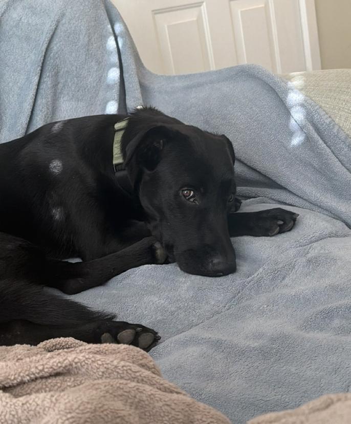 Enlarge Ross, a Adoptable Labrador Retriever in San Diego, CA image 3/3