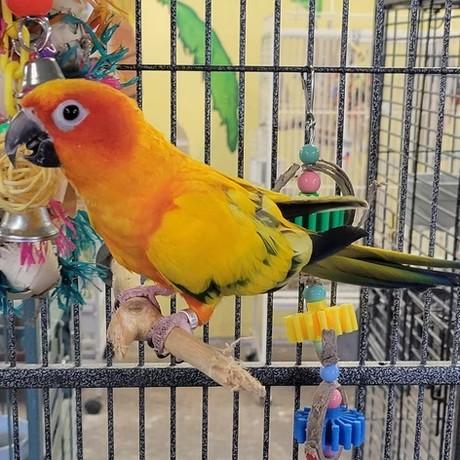 Enlarge Sunshine, a Adoptable Conure in Edgerton, WI image 1/1